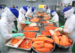 Rau quả Việt khởi sắc tại thị trường EU, hàng chế biến sâu lập kỷ lục mới