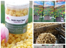 Đánh thức vùng đất trũng bằng khát vọng xây dựng thương hiệu Sen xứ Thanh