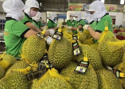 Không mở rộng diện tích tự phát, tập trung nâng cao chất lượng sầu riêng