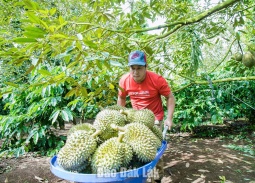 Đắk Lắk xây dựng 3 kịch bản tiêu thụ 500.000 tấn sầu riêng vụ 2026