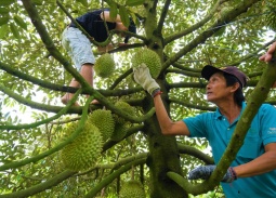 Đắk Lắk xây dựng 3 kịch bản tiêu thụ 500.000 tấn sầu riêng vụ 2026