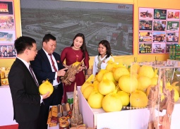 Bưởi Phúc Trạch – Miền di sản trăm năm của vùng đất huyền thoại