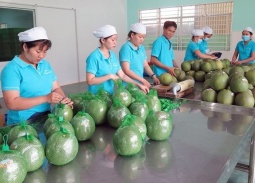 Úc tạm dừng nhập khẩu trái bưởi tươi, Bộ Nông nghiệp chỉ đạo khắc phục