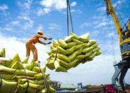 Điều kiện kinh doanh xuất khẩu gạo