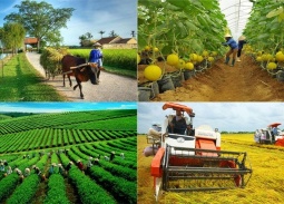 Quy định mới nhất về cơ chế phát triển sản xuất liên kết theo chuỗi giá trị