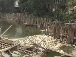 Gia Lâm - Hà Nội: Cá chết trắng mặt Đầm Biển