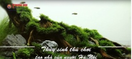 Thủy sinh - thú chơi tao nhã của người Hà Nội