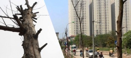 Hà Nội: Cây chết thành hàng trên cả tuyến phố