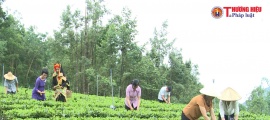 Liên Hiệp HTX Nông nghiệp Hữu cơ và Dược liệu Việt Nam: Giá trị nâng cao khi ứng dụng “Giải pháp hữu cơ vi sinh Ogravina” xây dựng “Chuỗi liên kết sản xuất chè hữu cơ sinh học”