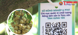Gắn mã truy xuất quản lý để bảo vệ thương hiệu Nhãn lồng Hưng Yên