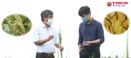 Giống lúa quốc gia bị “chèn ép” tại quê lúa Thái Bình