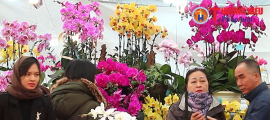 Hà Nội: Thị trường hoa cây cảnh những ngày cận Tết Giáp Thìn 2024