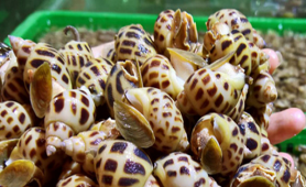 'Đệ nhất ốc' - Ốc hương Khánh Hòa được cấp chứng nhận chỉ dẫn địa lý