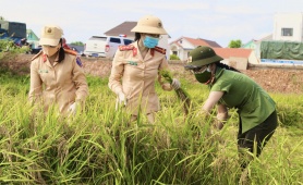 Công an Quảng Bình xuống đồng gặt lúa giúp dân tránh dịch Covid - 19