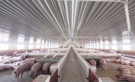 Thị trường thực phẩm: Giá thịt lợn thấp, người chăn nuôi gặp khó