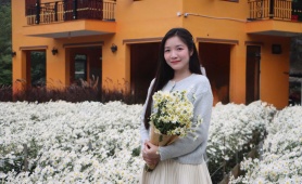 Ngỡ ngàng vườn cúc họa mi bung nở trắng xóa ở Thanh Hoá 