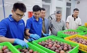 Ngành hàng chanh leo Việt Nam hướng đến phát triển bền vững theo chuỗi liên kết