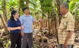 Hợp tác xã Thanh Bình (Đồng Nai): Cây chuối mở lối thoát nghèo bền vững cho người dân địa phương