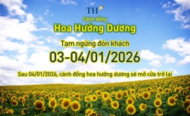 Cánh đồng hướng dương TH tạm đóng cửa ngày 3-4/1/2026