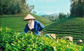 Bộ Công Thương khẩn trương tháo gỡ ách tắc cho gần 500 container chè tại Pakistan