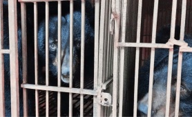 Hà Nội là điểm nóng lớn nhất về nuôi nhốt gấu tại Việt Nam  