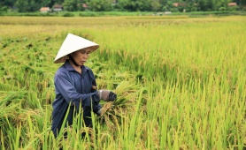 Các trường hợp miễn thuế sử dụng đất nông nghiệp từ ngày 1/1/2026 đến hết năm 2030