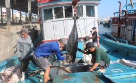 Tiêu chuẩn bền vững MSC, tấm vé để cá ngừ Việt giữ thị phần tại Canada