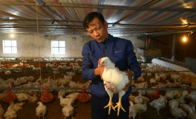 Ngành chăn nuôi bảo đảm nguồn cung thực phẩm dịp Tết Bính Ngọ 2026