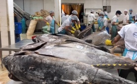 Xuất khẩu cá ngừ sang Tây Ban Nha dự kiến tăng nhẹ trong năm 2026