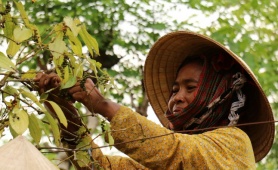 Xuất khẩu hồ tiêu và gia vị Việt Nam cán mốc 2 tỷ USD