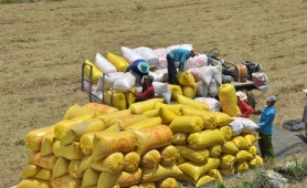 Việt Nam dự kiến xuất khẩu 7,73 triệu tấn gạo trong năm 2026