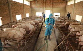 Bổ sung một số điều của các Nghị định trong lĩnh vực chăn nuôi và thú y