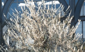 Lạc bước giữa 'thiên đường hoa mận' cứ ngỡ cao nguyên Mộc Châu trên đỉnh Fansipan