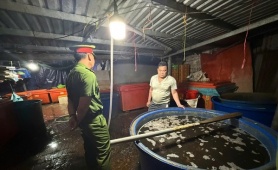 TP.HCM: Triệt phá đường dây ngâm 3.000 tấn ốc bươu bằng hóa chất