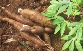 Ngành sắn Việt Nam và thách thức từ bài toán truy xuất nguồn gốc