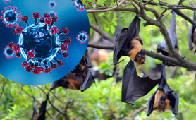Bộ Y tế yêu cầu sẵn sàng ứng phó sự cố lây truyền bệnh của virus Nipah qua thực phẩm