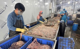 Thu giữ gần 60 tấn lòng lợn đổi màu, bốc mùi hôi thối ở Hà Nội