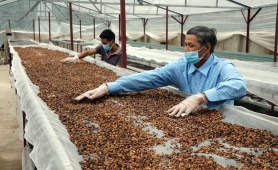 Doanh nghiệp cà phê cần tuân thủ các quy định bền vững và rào cản EUDR mới