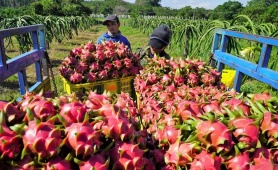 Xung đột Trung Đông: Nông sản Việt 'xoay trục' chiến lược để giữ vững thị phần xuất khẩu