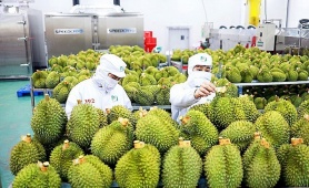 Xuất khẩu gạo và rau quả sang Trung Quốc tăng trưởng kỷ lục