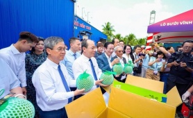 Việt Nam xuất khẩu chính ngạch lô bưởi da xanh đầu tiên sang Australia