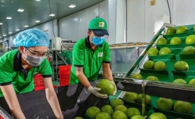 Bưởi và chanh Việt Nam rộng cửa xuất khẩu chính ngạch sang Trung Quốc