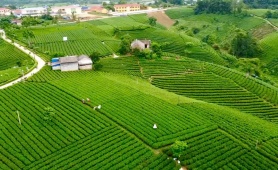 Từ chén trà đến mục tiêu tỷ đô: Hành trình nâng tầm chè Thái Nguyên