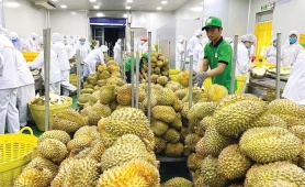 Xuất khẩu rau quả 'tăng tốc' bằng hộ chiếu xanh và chế biến sâu
