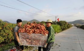 Bắc Ninh: Sản lượng vải thiều giảm 50%, doanh thu vẫn cán mốc 3.700 tỷ đồng
