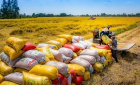 Hiệp hội Lương thực Việt Nam đề xuất xây dựng thương hiệu gạo quốc gia từ giống ST24, ST25