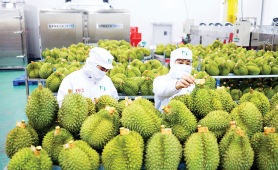Hoàn thiện 'hạ tầng kỹ thuật' để xuất khẩu rau quả sang Trung Quốc bứt phá