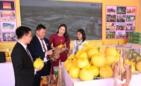 Bưởi Phúc Trạch – Miền di sản trăm năm của vùng đất huyền thoại