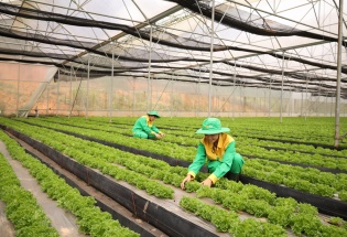 AI mở lối nâng tầm nông sản Việt trong thời đại số hóa