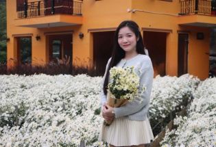 Ngỡ ngàng vườn cúc họa mi bung nở trắng xóa ở Thanh Hoá 